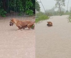 Собака-мать прорывалась через потоп, чтобы спасти своего щенка (ФОТО)