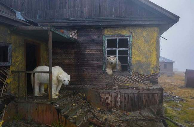 Колючин, деревня, белые медведи