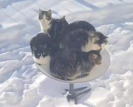 Кошки, Starlink, спутниковая тарелка,