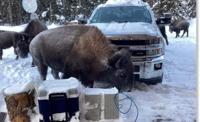 бизоны, Аляска,