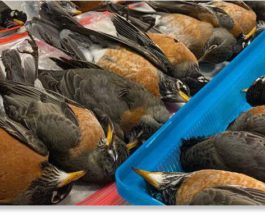 птицы, смерть птиц, США,