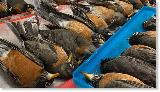 птицы, смерть птиц, США,