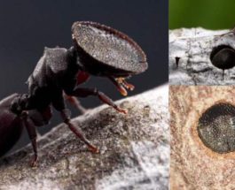 муравьи, дверные муравьи,