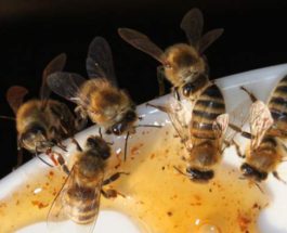 биологи, пчелы,